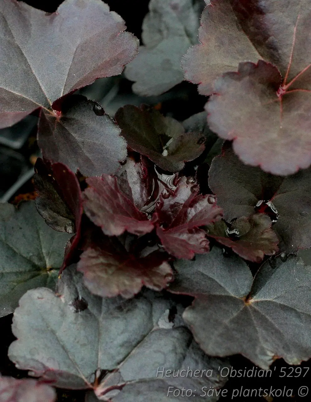 5297  Heuchera   Obsidian (PBR)  I  Svenskt namn  :Alunrot  I  Krukstorlek   : 11c  I  Förväntad Höjd  :  20/50 cm  I  Blomningstid :  juni-juli - 2