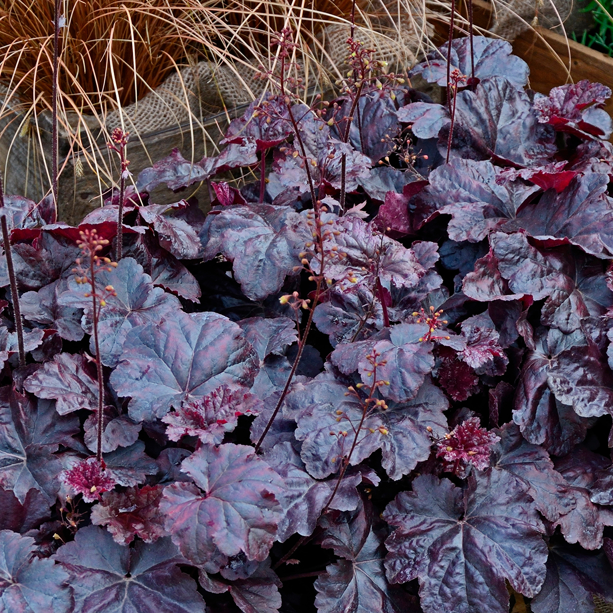 5297  Heuchera   Obsidian (PBR)  I  Svenskt namn  :Alunrot  I  Krukstorlek   : 11c  I  Förväntad Höjd  :  20/50 cm  I  Blomningstid :  juni-juli - 3