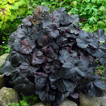 5297  Heuchera   Obsidian (PBR)  I  Svenskt namn  :Alunrot  I  Krukstorlek   : 11c  I  Förväntad Höjd  :  20/50 cm  I  Blomningstid :  juni-juli