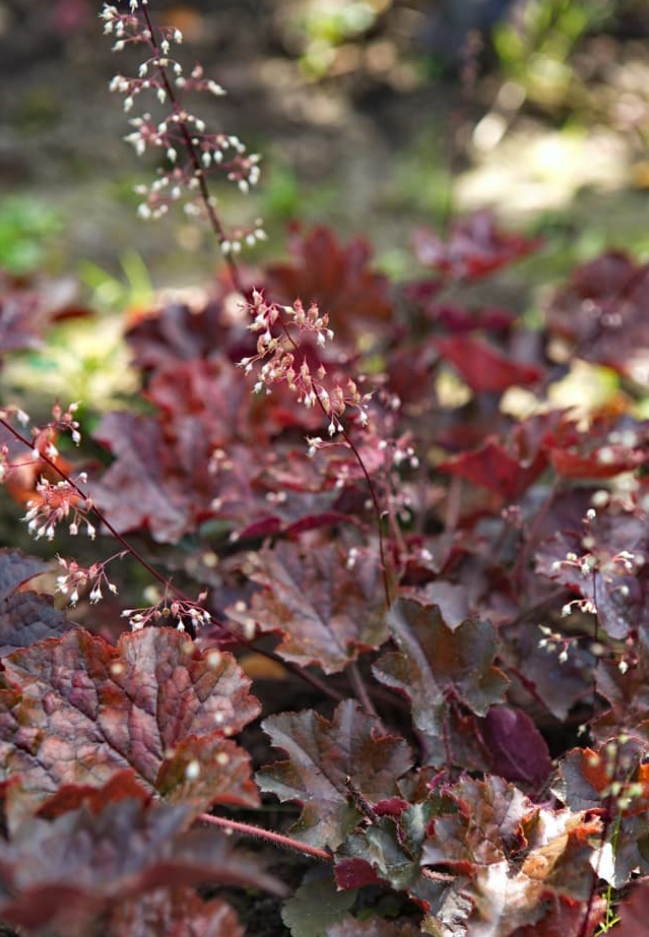 5300  Heuchera   Palace Purple  I  Svenskt namn  :Alunrot  I  Krukstorlek   : 11c  I  Förväntad Höjd  :  30/60 cm  I  Blomningstid :  juni-juli - 2