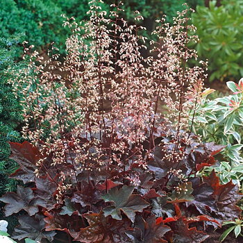 5300  Heuchera   Palace Purple  I  Svenskt namn  :Alunrot  I  Krukstorlek   : 11c  I  Förväntad Höjd  :  30/60 cm  I  Blomningstid :  juni-juli