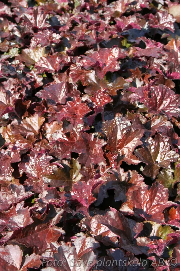 5300  Heuchera   Palace Purple  I  Svenskt namn  :Alunrot  I  Krukstorlek   : 11c  I  Förväntad Höjd  :  30/60 cm  I  Blomningstid :  juni-juli - 3