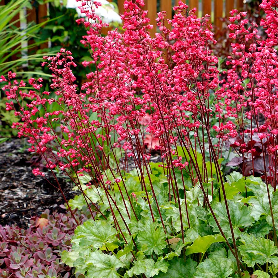 5456  Heuchera   Paris (PBR)  I  Svenskt namn  :Alunrot  I  Krukstorlek   : 11c  I  Förväntad Höjd  :  20/40 cm  I  Blomningstid :  juni-juli