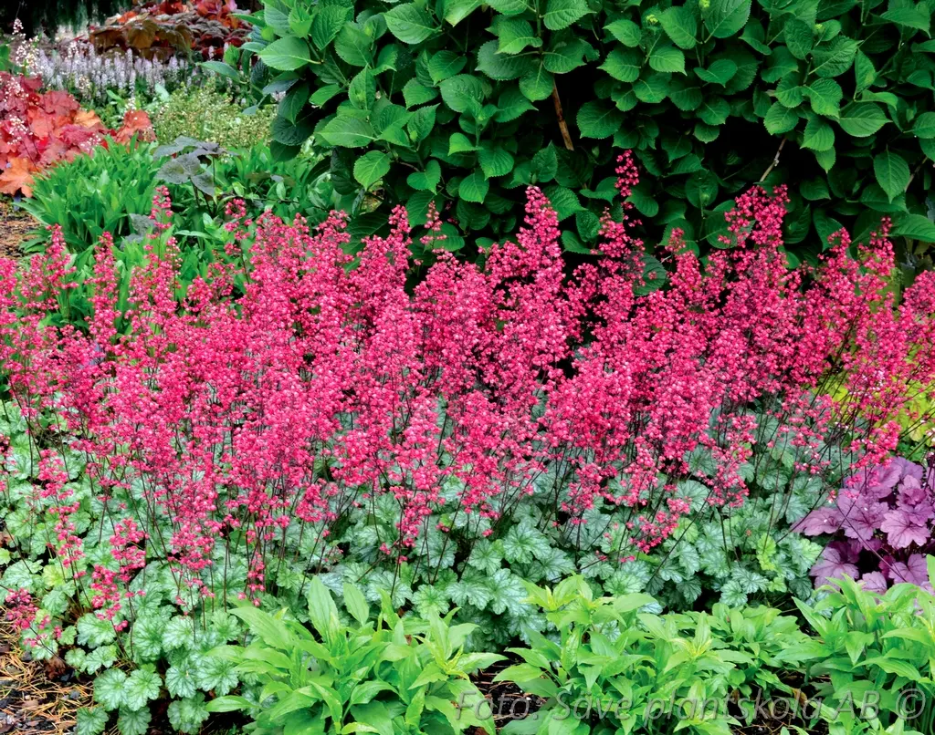5456  Heuchera   Paris (PBR)  I  Svenskt namn  :Alunrot  I  Krukstorlek   : 11c  I  Förväntad Höjd  :  20/40 cm  I  Blomningstid :  juni-juli - 3