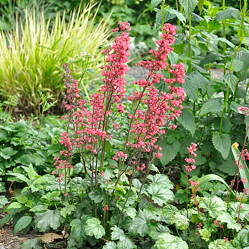5456  Heuchera   Paris (PBR)  I  Svenskt namn  :Alunrot  I  Krukstorlek   : 11c  I  Förväntad Höjd  :  20/40 cm  I  Blomningstid :  juni-juli - 2