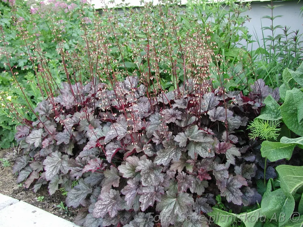 5303  Heuchera   Plum Pudding  I  Svenskt namn  :Alunrot  I  Krukstorlek   : 11c  I  Förväntad Höjd  :  25/50 cm  I  Blomningstid :  juni-juli - 3