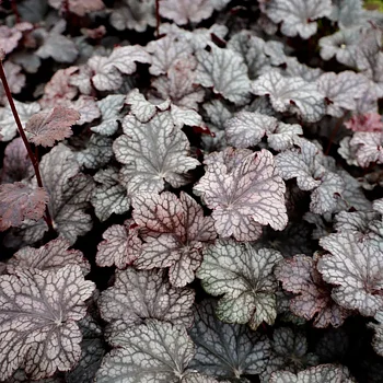 5303  Heuchera   Plum Pudding  I  Svenskt namn  :Alunrot  I  Krukstorlek   : 11c  I  Förväntad Höjd  :  25/50 cm  I  Blomningstid :  juni-juli