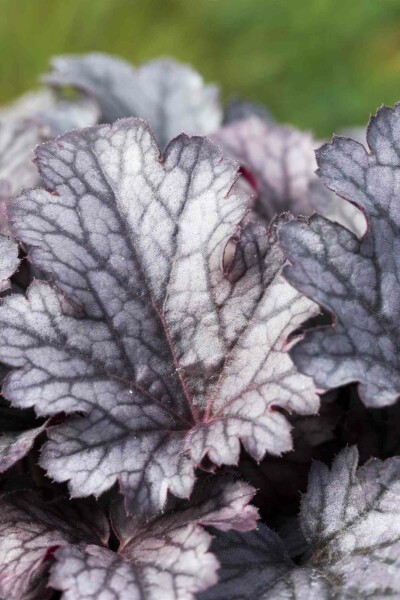 5303  Heuchera   Plum Pudding  I  Svenskt namn  :Alunrot  I  Krukstorlek   : 11c  I  Förväntad Höjd  :  25/50 cm  I  Blomningstid :  juni-juli - 2