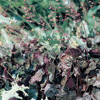 5304  Heuchera   Rachel  I  Svenskt namn  :Alunrot  I  Krukstorlek   : 11c  I  Förväntad Höjd  :  30/50 cm  I  Blomningstid :  juni-juli