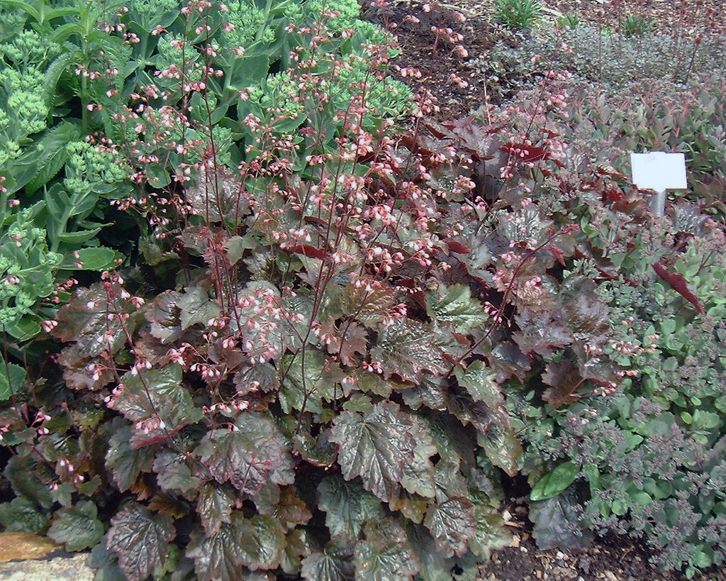 5304  Heuchera   Rachel  I  Svenskt namn  :Alunrot  I  Krukstorlek   : 11c  I  Förväntad Höjd  :  30/50 cm  I  Blomningstid :  juni-juli - 2
