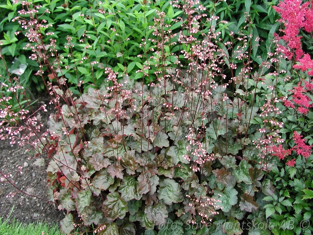 5304  Heuchera   Rachel  I  Svenskt namn  :Alunrot  I  Krukstorlek   : 11c  I  Förväntad Höjd  :  30/50 cm  I  Blomningstid :  juni-juli - 3