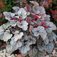 5306  Heuchera   Silver Scrolls (PBR)  I  Svenskt namn  :Alunrot  I  Krukstorlek   : 11c  I  Förväntad Höjd  :  30/50 cm  I  Blomningstid :  juni-juli