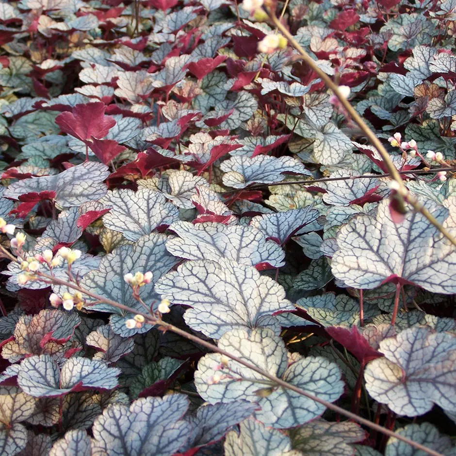 5306  Heuchera   Silver Scrolls (PBR)  I  Svenskt namn  :Alunrot  I  Krukstorlek   : 11c  I  Förväntad Höjd  :  30/50 cm  I  Blomningstid :  juni-juli - 2