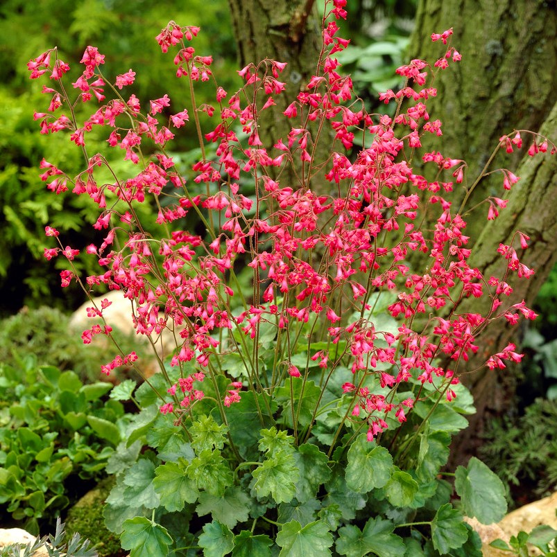 5308  Heuchera sanguinea Leuchtkäfer  I  Svenskt namn  :Blodalunrot  I  Krukstorlek   : 11c  I  Förväntad Höjd  :  20/40 cm  I  Blomningstid :  juni-juli