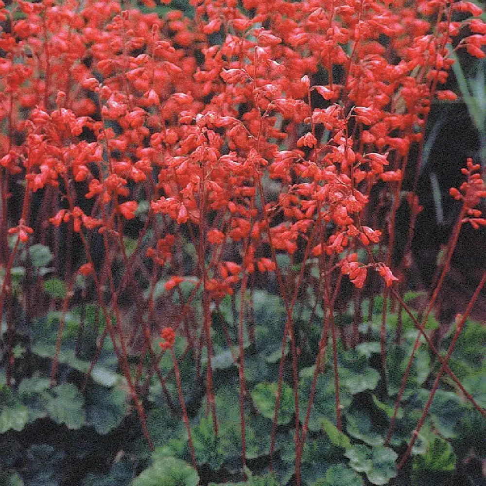 5308  Heuchera sanguinea Leuchtkäfer  I  Svenskt namn  :Blodalunrot  I  Krukstorlek   : 11c  I  Förväntad Höjd  :  20/40 cm  I  Blomningstid :  juni-juli - 2