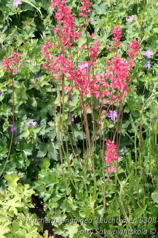 5308  Heuchera sanguinea Leuchtkäfer  I  Svenskt namn  :Blodalunrot  I  Krukstorlek   : 11c  I  Förväntad Höjd  :  20/40 cm  I  Blomningstid :  juni-juli - 3