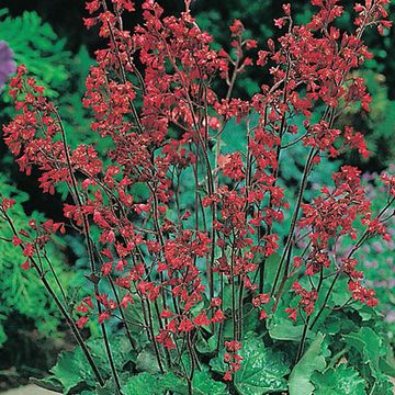 5334  Heuchera sanguinea Ruby Bells  I  Svenskt namn  :Blodalunrot  I  Krukstorlek   : 11c  I  Förväntad Höjd  :  30/50 cm  I  Blomningstid :  juni-juli - 2