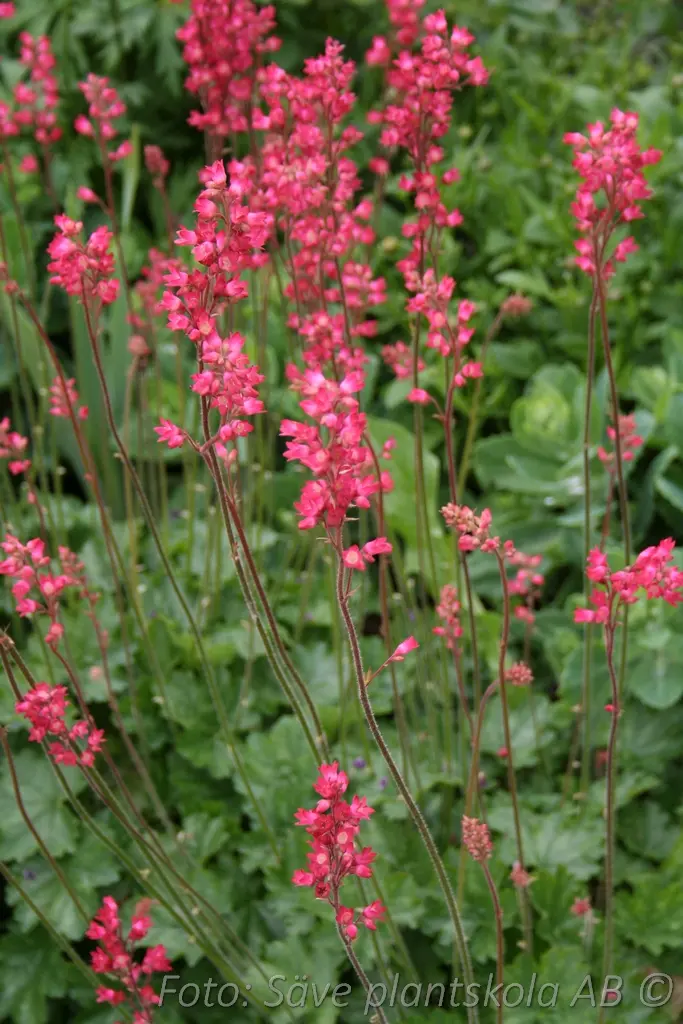 5334  Heuchera sanguinea Ruby Bells  I  Svenskt namn  :Blodalunrot  I  Krukstorlek   : 11c  I  Förväntad Höjd  :  30/50 cm  I  Blomningstid :  juni-juli - 3