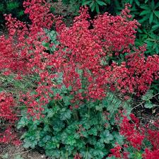 5334  Heuchera sanguinea Ruby Bells  I  Svenskt namn  :Blodalunrot  I  Krukstorlek   : 11c  I  Förväntad Höjd  :  30/50 cm  I  Blomningstid :  juni-juli