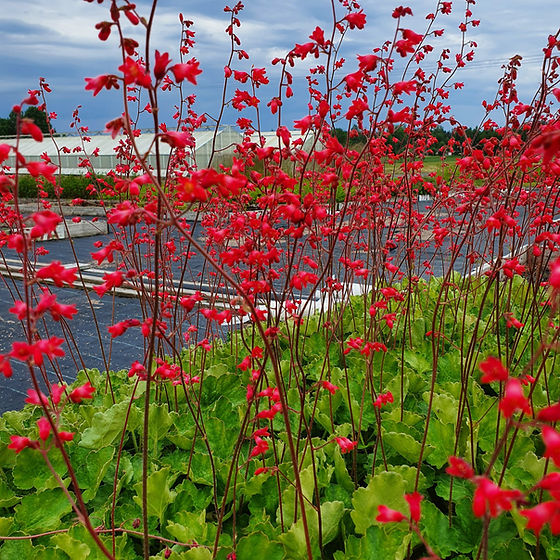 5130  Heuchera sanguinea Smedsberget Grönt kulturarv ®  I  Svenskt namn  :Blodalunrot  I  Krukstorlek   : 11c  I  Förväntad Höjd  :  20/60 cm  I  Blomningstid :  juni-juli