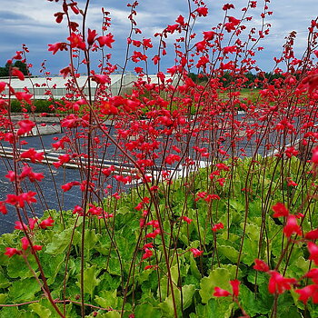 5130  Heuchera sanguinea Smedsberget Grönt kulturarv ®  I  Svenskt namn  :Blodalunrot  I  Krukstorlek   : 11c  I  Förväntad Höjd  :  20/60 cm  I  Blomningstid :  juni-juli