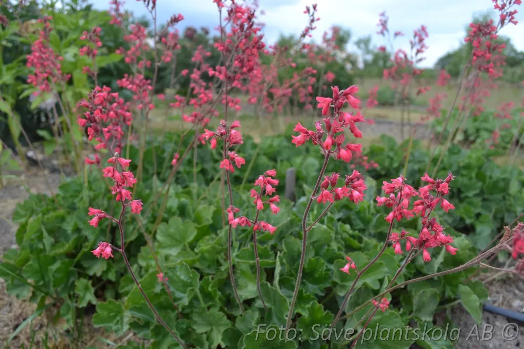 5130  Heuchera sanguinea Smedsberget Grönt kulturarv ®  I  Svenskt namn  :Blodalunrot  I  Krukstorlek   : 11c  I  Förväntad Höjd  :  20/60 cm  I  Blomningstid :  juni-juli - 2