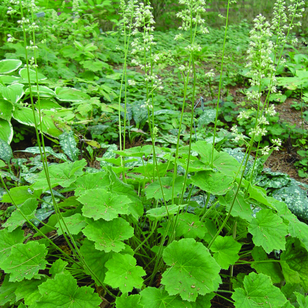 5502  Heuchera villosa  I  Svenskt namn  :Lönnalunrot  I  Krukstorlek   : 11c  I  Förväntad Höjd  :  30/50 cm  I  Blomningstid :  juni-juli