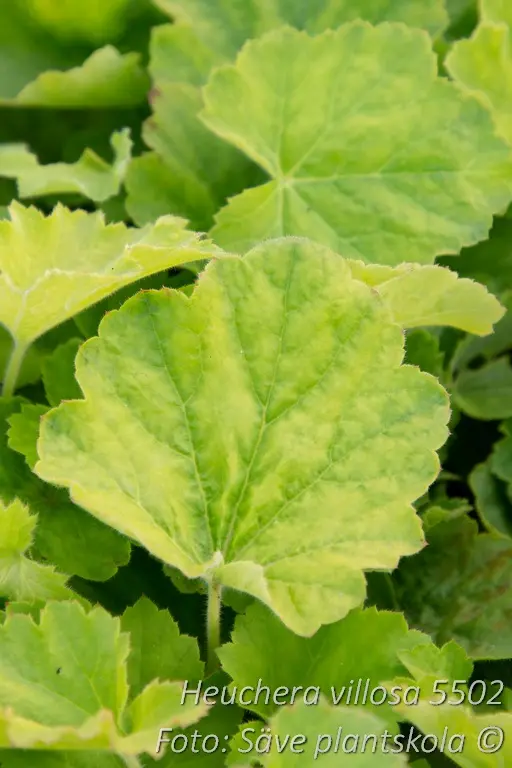 5502  Heuchera villosa  I  Svenskt namn  :Lönnalunrot  I  Krukstorlek   : 11c  I  Förväntad Höjd  :  30/50 cm  I  Blomningstid :  juni-juli - 2