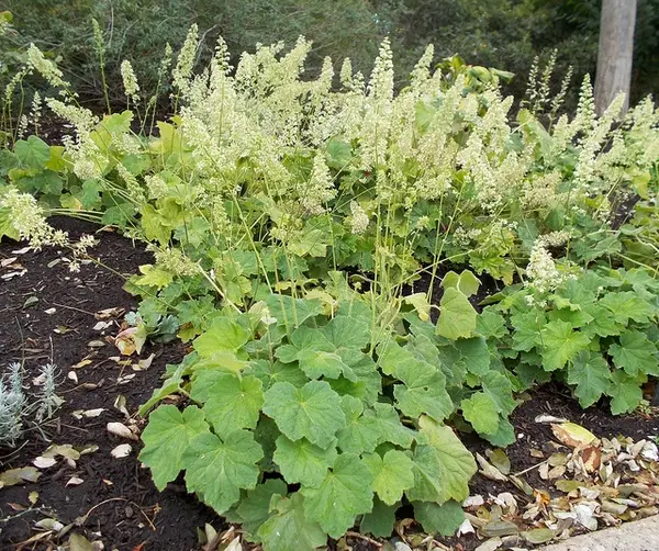 5502  Heuchera villosa  I  Svenskt namn  :Lönnalunrot  I  Krukstorlek   : 11c  I  Förväntad Höjd  :  30/50 cm  I  Blomningstid :  juni-juli - 3