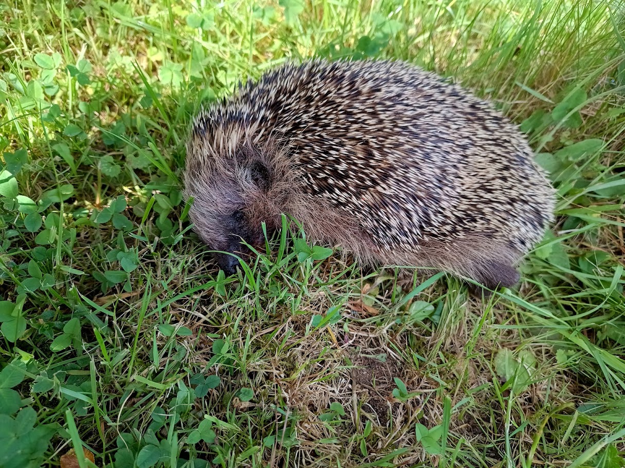 "Hittat en skadad vuxen, vad ska jag göra?"