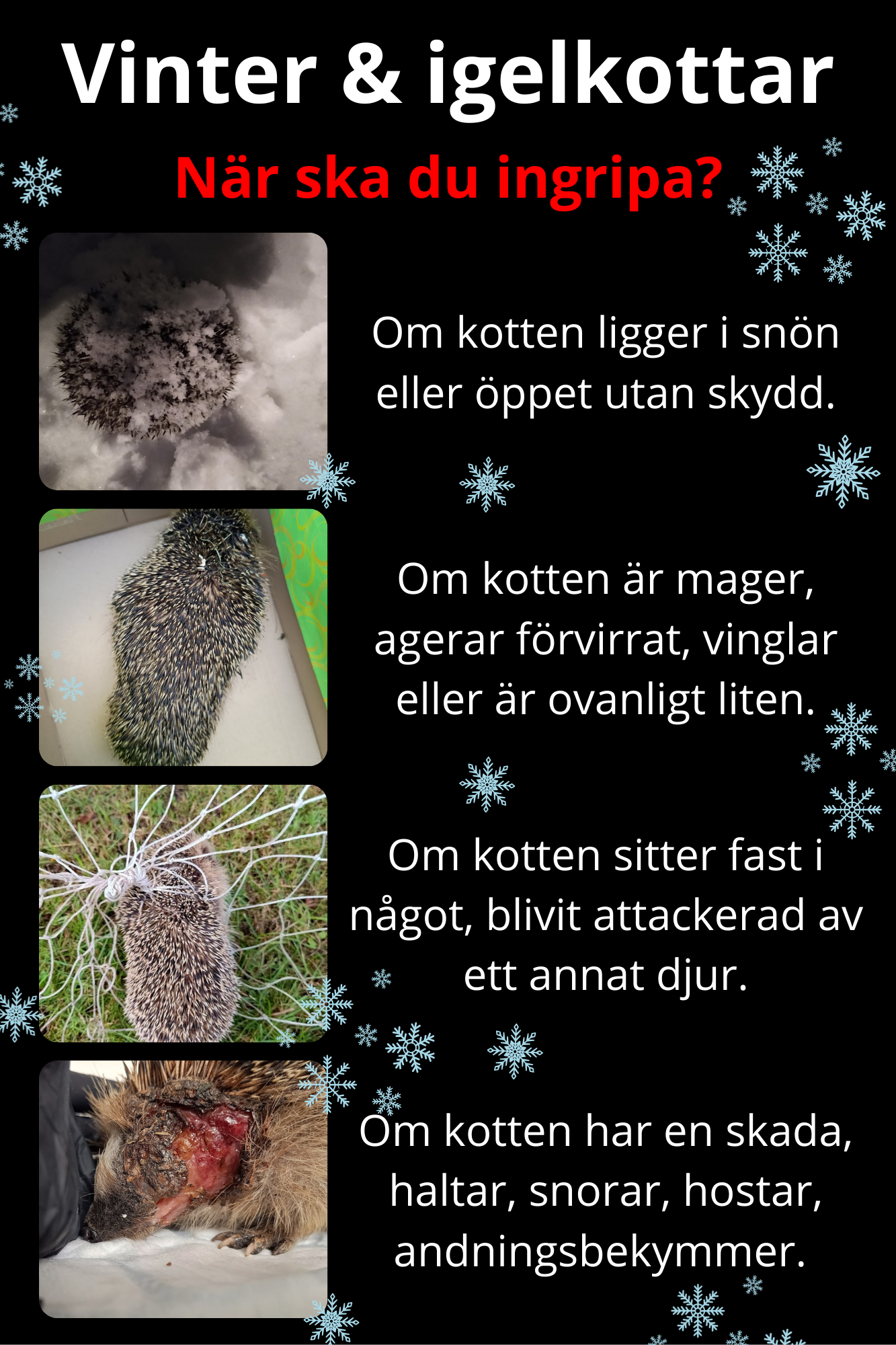 Hittat en kotte i kylan - 3
