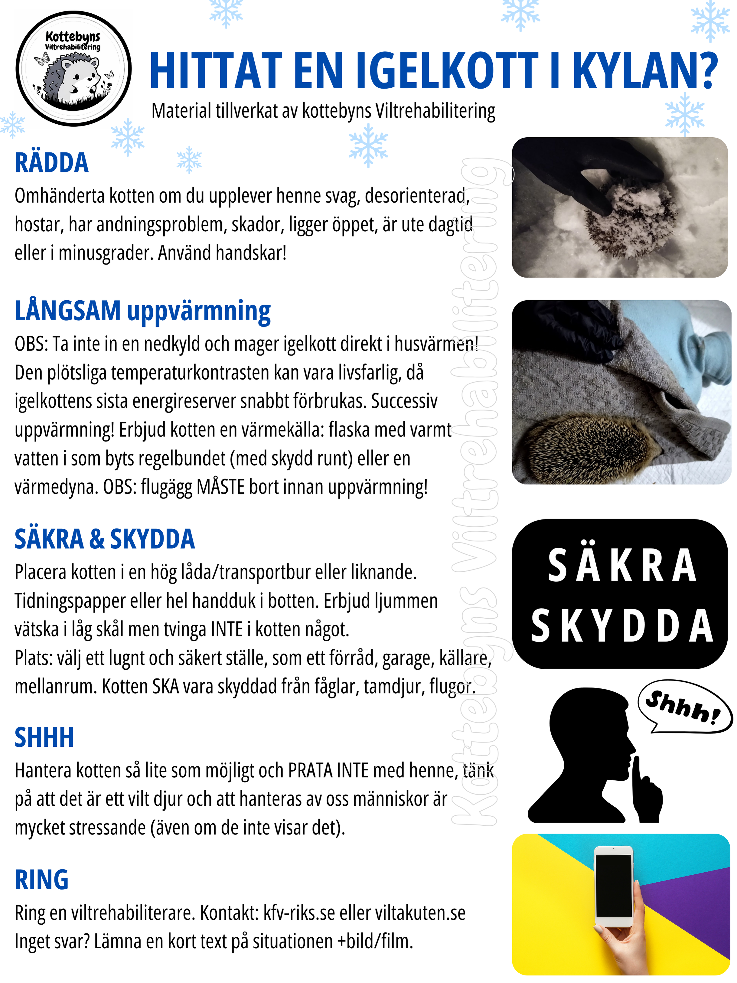 Hittat en kotte i kylan