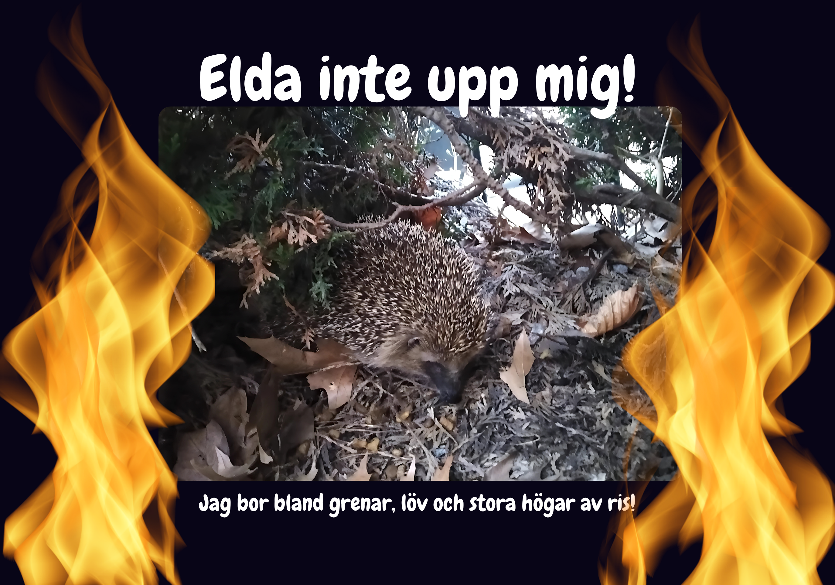 Skydda kotten i trädgården - 3