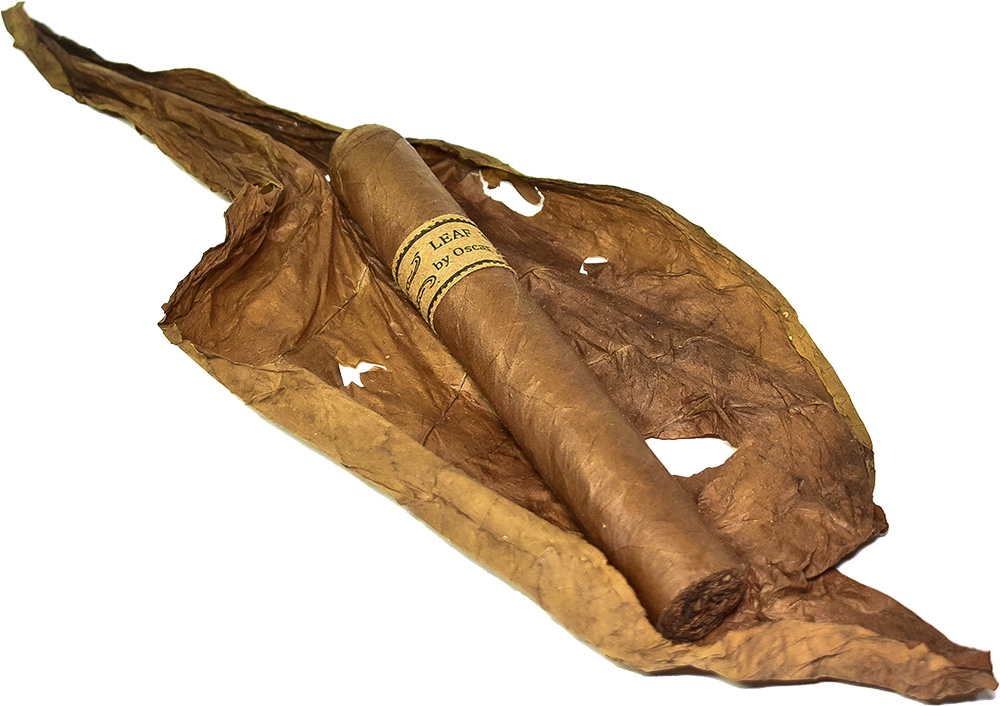 Leaf by Oscar Sumatra Toro - 3