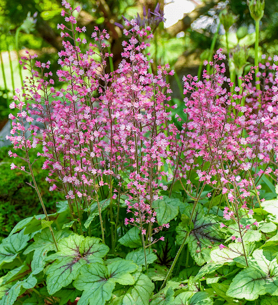5340  Heucherella   Pink Fizz  I  Svenskt namn  : Klockvippa  I  Krukstorlek   : 11c  I  Förväntad Höjd  :  20/30 cm  I  Blomningstid :  juni-juli - 2
