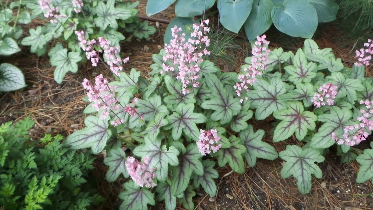 5340  Heucherella   Pink Fizz  I  Svenskt namn  : Klockvippa  I  Krukstorlek   : 11c  I  Förväntad Höjd  :  20/30 cm  I  Blomningstid :  juni-juli - 3