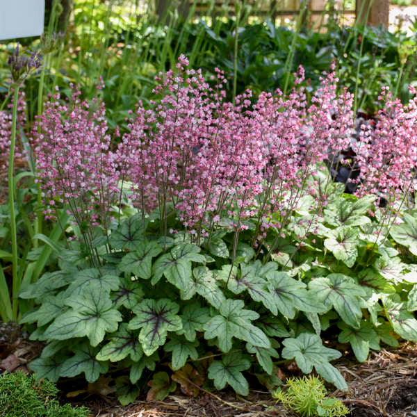 5340  Heucherella   Pink Fizz  I  Svenskt namn  : Klockvippa  I  Krukstorlek   : 11c  I  Förväntad Höjd  :  20/30 cm  I  Blomningstid :  juni-juli