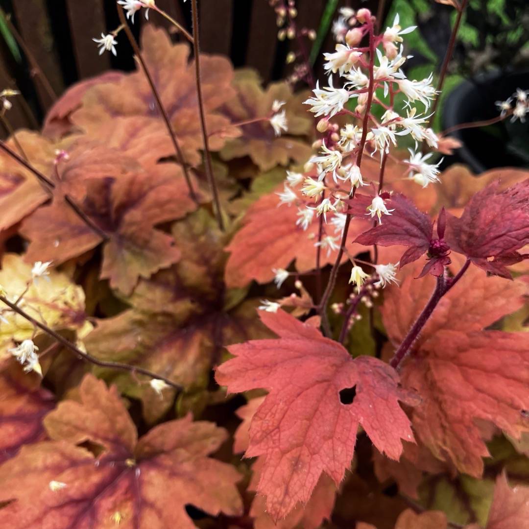 5347  Heucherella   Sweet Tea (PBR)  I  Svenskt namn  :Klockvippa  I  Krukstorlek   : 11c  I  Förväntad Höjd  :  30/50 cm  I  Blomningstid :  juni-juli - 2