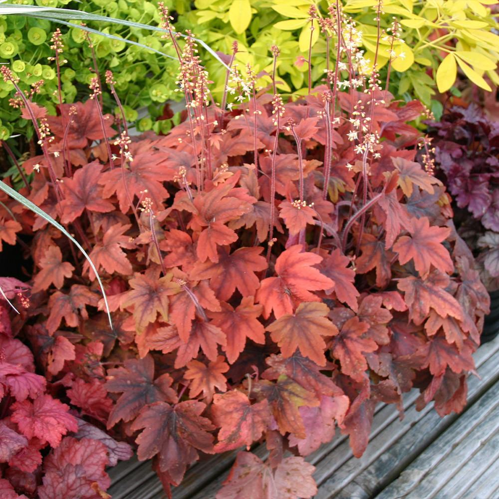 5347  Heucherella   Sweet Tea (PBR)  I  Svenskt namn  :Klockvippa  I  Krukstorlek   : 11c  I  Förväntad Höjd  :  30/50 cm  I  Blomningstid :  juni-juli - 3