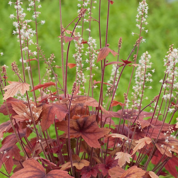 5347  Heucherella   Sweet Tea (PBR)  I  Svenskt namn  :Klockvippa  I  Krukstorlek   : 11c  I  Förväntad Höjd  :  30/50 cm  I  Blomningstid :  juni-juli