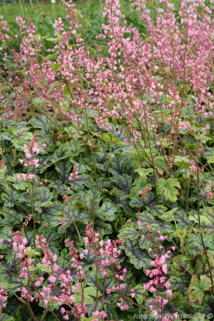 5344  Heucherella   Tapestry (PBR)  I  Svenskt namn  :Klockvippa  I  Krukstorlek   : 11c  I  Förväntad Höjd  :  30/50 cm  I  Blomningstid :  juni-juli - 3