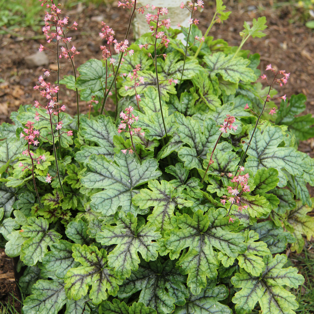 5344  Heucherella   Tapestry (PBR)  I  Svenskt namn  :Klockvippa  I  Krukstorlek   : 11c  I  Förväntad Höjd  :  30/50 cm  I  Blomningstid :  juni-juli