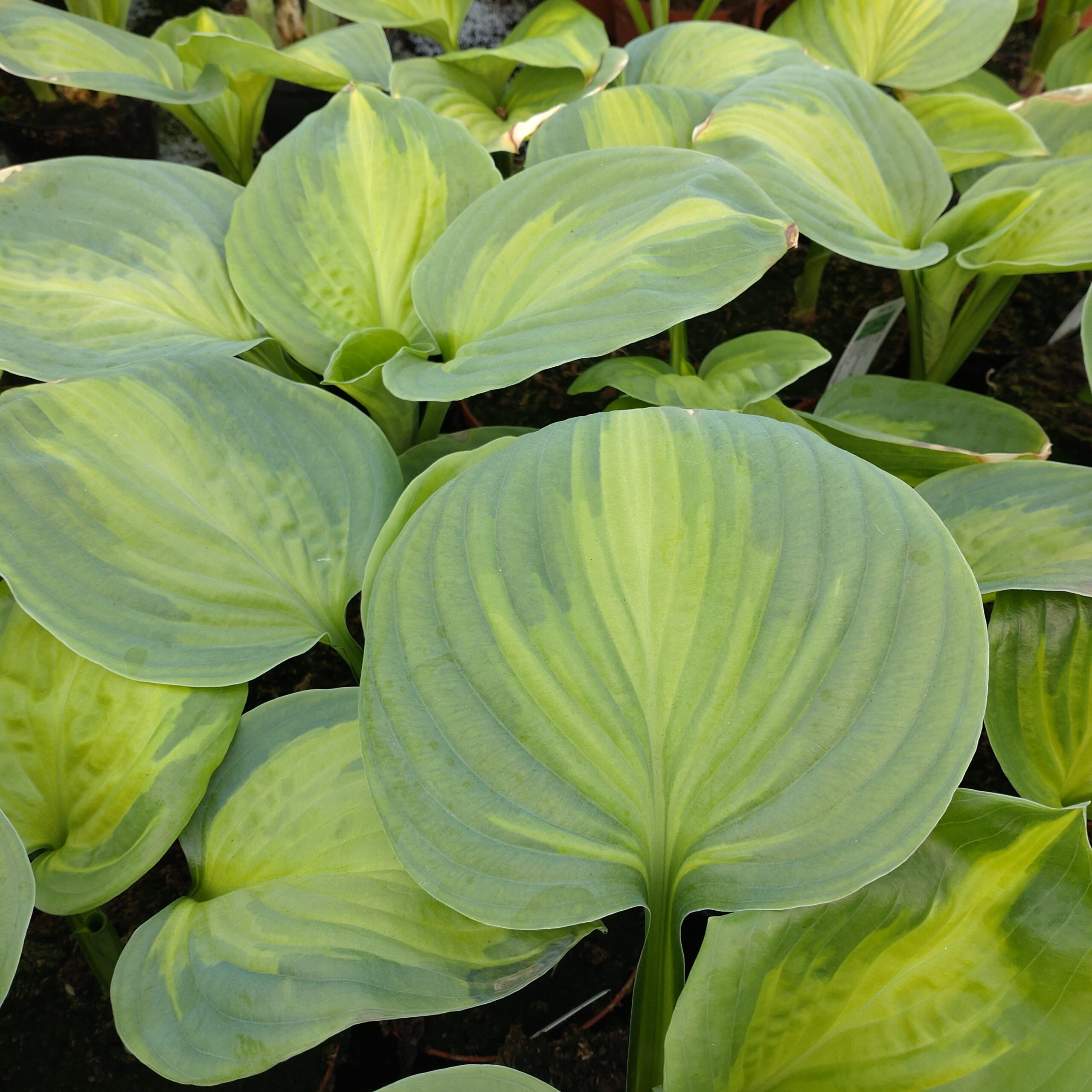 5453  Hosta  Avocado  I  Svenskt namn  :Funkia  I  Krukstorlek   : SQ1  I  Förväntad Höjd  :  50/90 cm  I  Blomningstid :  juli-aug - 2