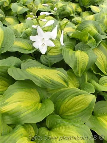 5453  Hosta  Avocado  I  Svenskt namn  :Funkia  I  Krukstorlek   : SQ1  I  Förväntad Höjd  :  50/90 cm  I  Blomningstid :  juli-aug - 4