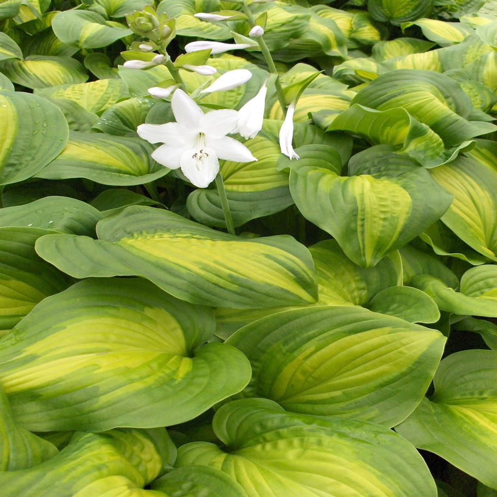 5453  Hosta  Avocado  I  Svenskt namn  :Funkia  I  Krukstorlek   : SQ1  I  Förväntad Höjd  :  50/90 cm  I  Blomningstid :  juli-aug