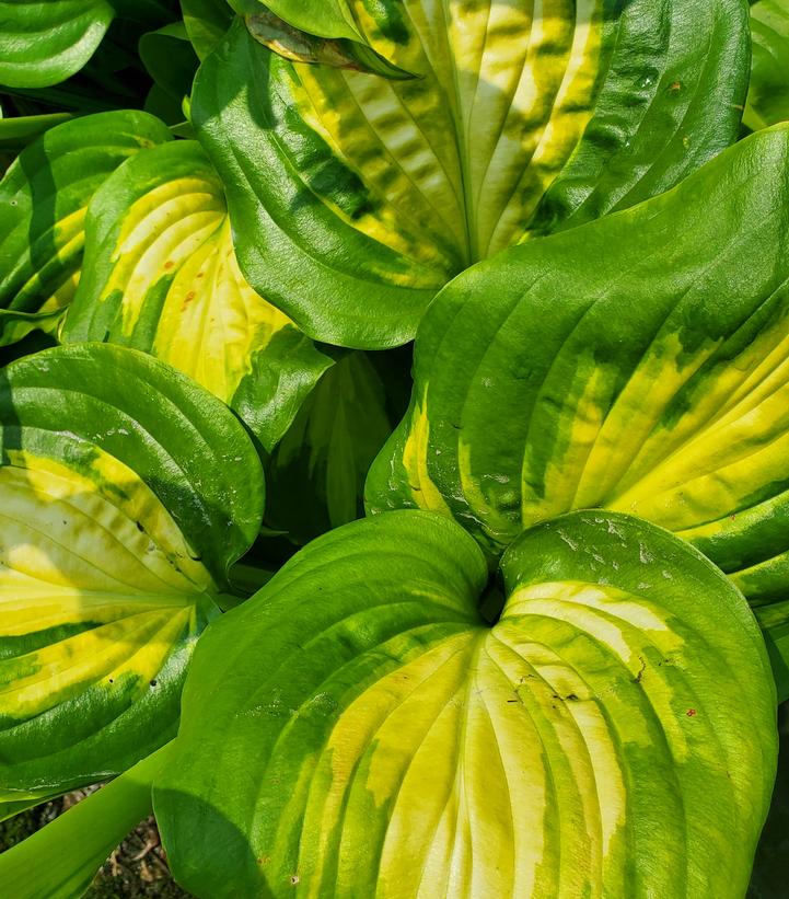 5453  Hosta  Avocado  I  Svenskt namn  :Funkia  I  Krukstorlek   : SQ1  I  Förväntad Höjd  :  50/90 cm  I  Blomningstid :  juli-aug - 3