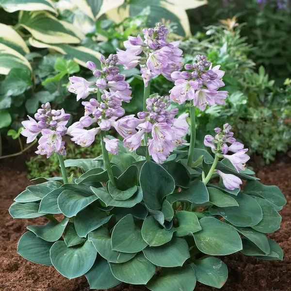 5351  Hosta  Blue Mouse Ears  I  Svenskt namn  :Funkia  I  Krukstorlek   : SQ1  I  Förväntad Höjd  :  20/40 cm  I  Blomningstid :  juni-juli - 2