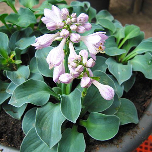 5351  Hosta  Blue Mouse Ears  I  Svenskt namn  :Funkia  I  Krukstorlek   : SQ1  I  Förväntad Höjd  :  20/40 cm  I  Blomningstid :  juni-juli - 3