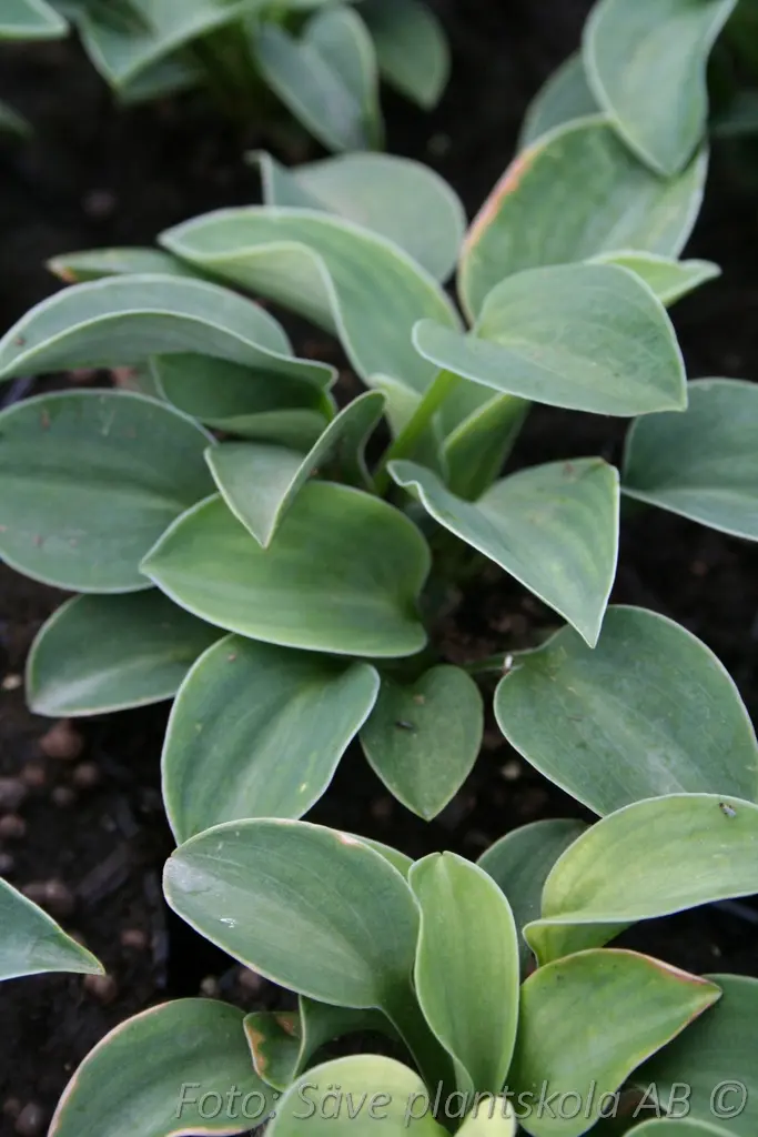 5351  Hosta  Blue Mouse Ears  I  Svenskt namn  :Funkia  I  Krukstorlek   : SQ1  I  Förväntad Höjd  :  20/40 cm  I  Blomningstid :  juni-juli - 4