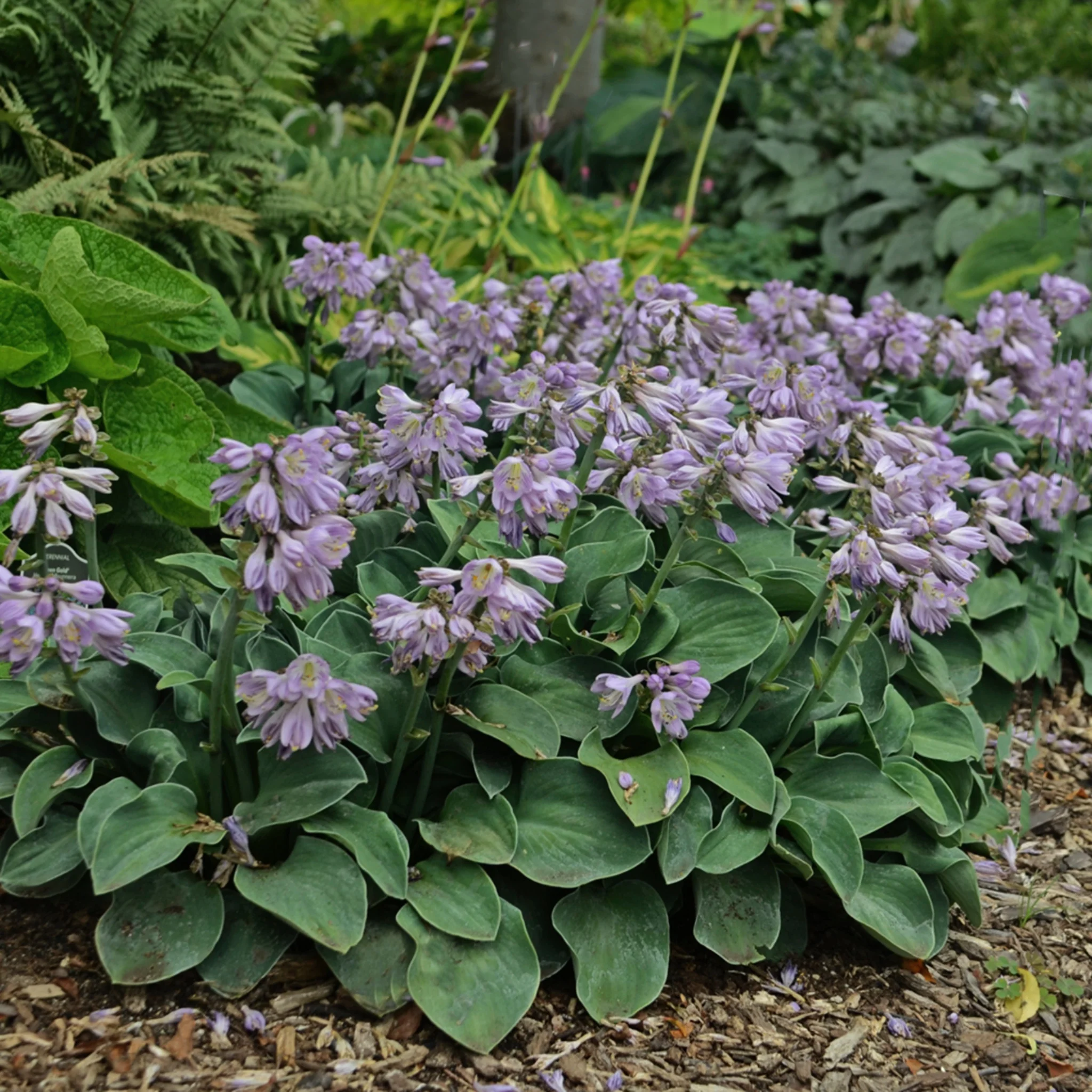 5351  Hosta  Blue Mouse Ears  I  Svenskt namn  :Funkia  I  Krukstorlek   : SQ1  I  Förväntad Höjd  :  20/40 cm  I  Blomningstid :  juni-juli